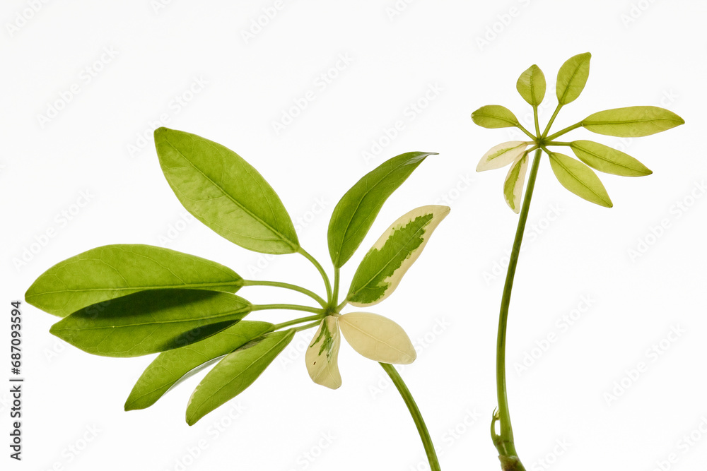 leaves of a Heptapleurum actinophyllum or umbrella tree 