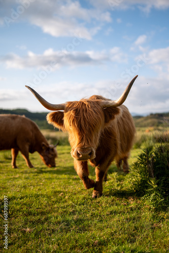 scottish highland cow in the field