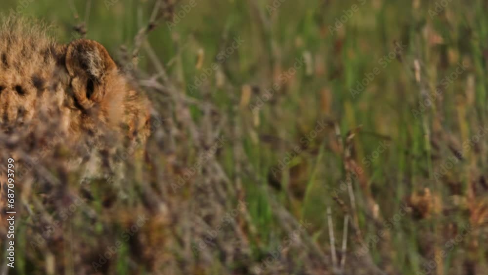 Pan of a cheetah's (Acinonyx jubatus) head walking through the savannah during the morning in Africa. Pan of a cheetah's (Acinonyx jubatus) head walking through the savannah during the morning in Africa.