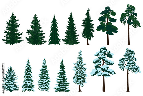 Fir and pine trees with snow  christmas trees. Vector illustration.