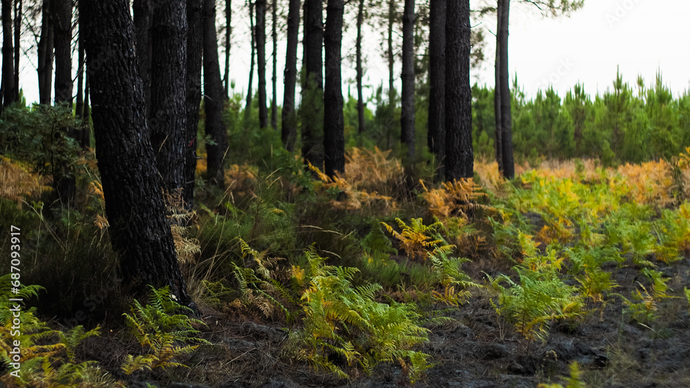 Fougères sauvages dans la forêt des Landes de Gascogne, pendant le crépuscule Fougères sauvages dans la forêt des Landes de Gascogne, pendant le crépuscule