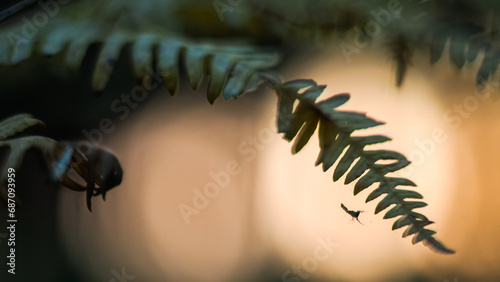 Fougères sauvages dans la forêt des Landes de Gascogne, pendant le crépuscule © Anthony