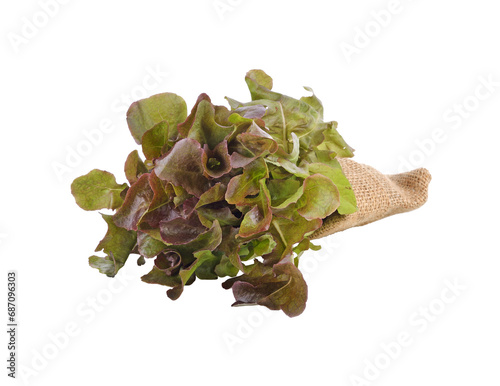 Fresh  lettuce leafs transparent png photo