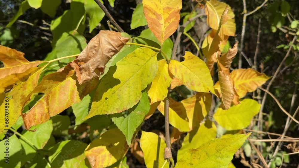 dry yellow withering leaves on a tree close-up dry yellow withering leaves on a tree close-up
