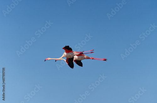 vol allongé d'un couple de flamant rose au dessus de la mer en Camargue sud de la France