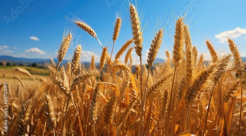 A large field with yellow bright juicy ears of wheat against a background of a clear blue sky with white clouds. Close-up of an agricultural harvest.