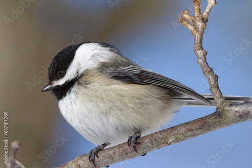 Black-capped Chickadee (Poecile atricapillus), perched on a tree branch in winter, fluffs its feathers to stay warm.