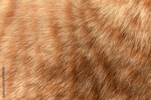 Cat fur texture background. Ginger and white cat fur texture.