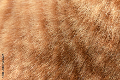 Photography Cat fur texture background. Ginger and white cat fur texture.