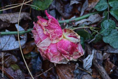 one old red rose lies on the ground and fallen brown leaves on the street