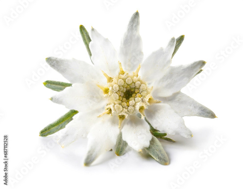Edelweiss flower isolated on white background, cutout 