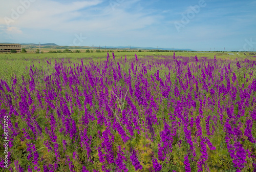 Spring fields of purple Delphínium flowers