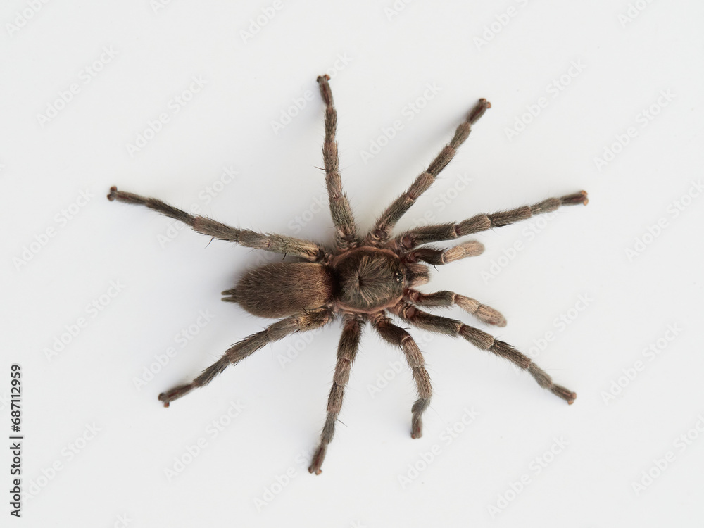 black tarantula on white background. Ischnocolus valentinus black tarantula on white background. Ischnocolus valentinus