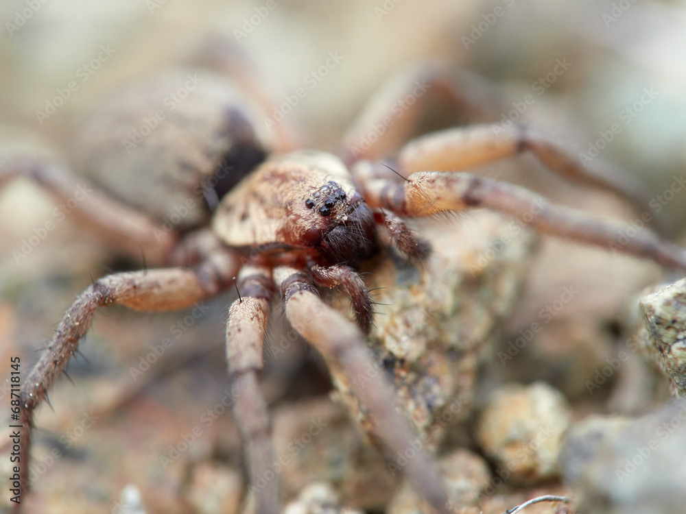 spider in its natural habitat. Genus Nomisia spider in its natural habitat. Genus Nomisia