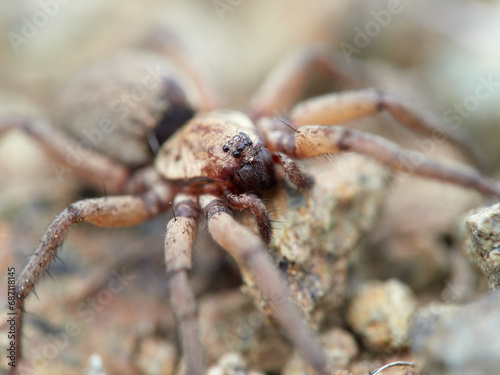 spider in its natural habitat. Genus Nomisia