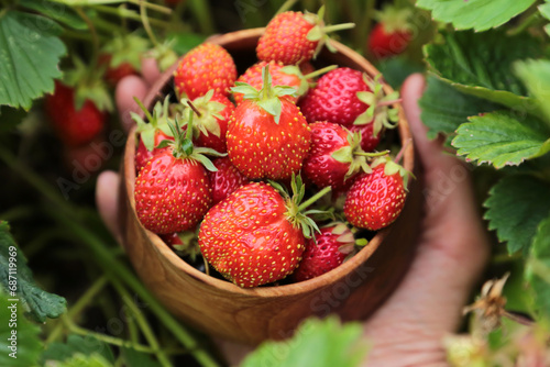 Fresh bright strawberry berries harvest in wooden bowl in farmer gardener hand outdoors in garden with strawberries plant with green leaves close up