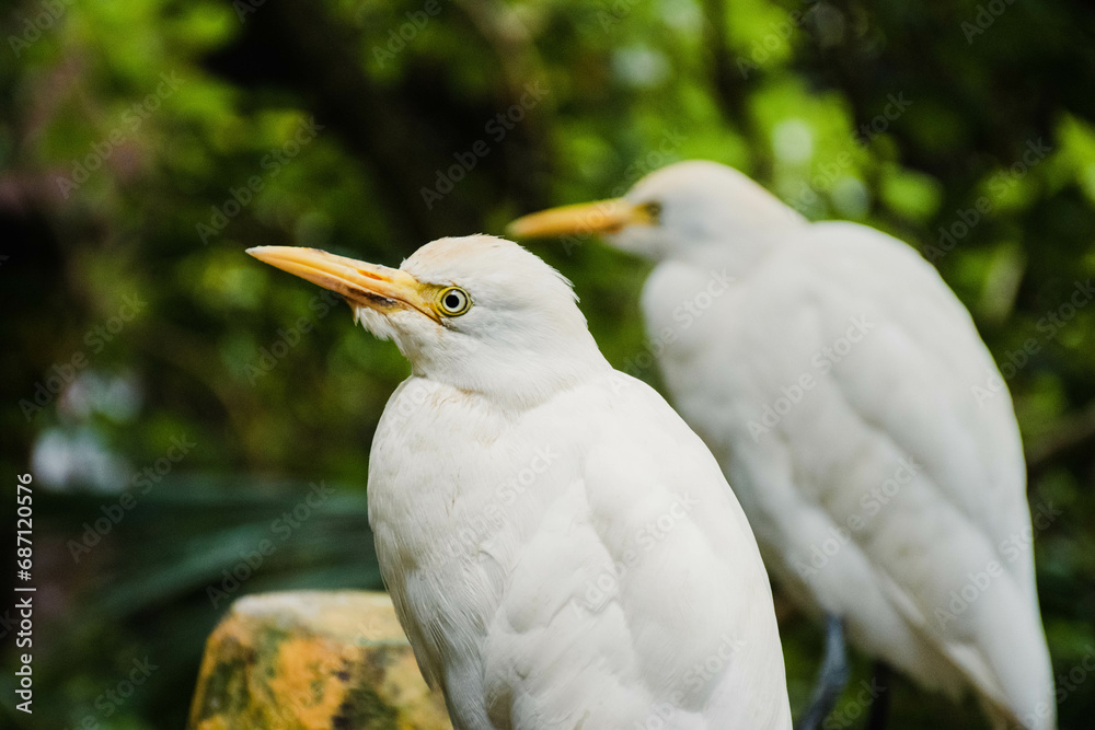 Obraz premium cattle egret