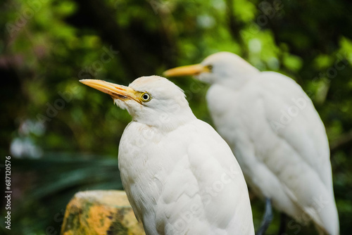 cattle egret 