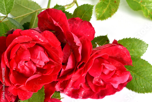 A bouquet of red roses lies on a white background. Greeting card.