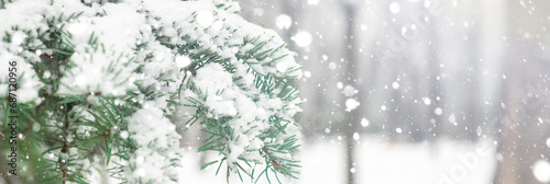 Tree branch covered with snow. Christmas tree branch with white snow. Winter snowy park or forest. Banner design