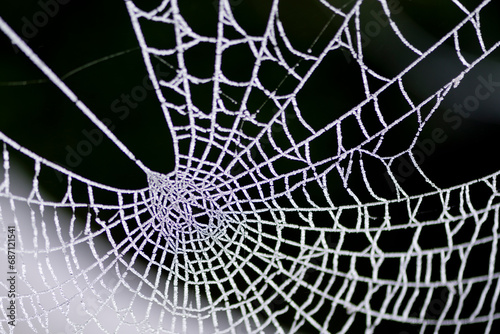 Frozen spider's web