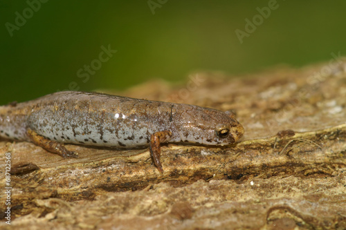 Closeup on a Four toed salamander  Hemidactylium scutatum sitting sitting on a piece wood