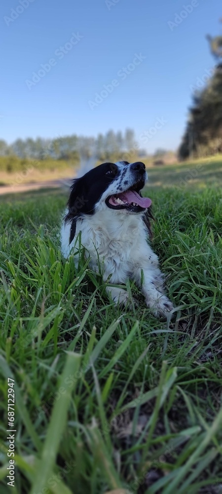 Perro feliz Perro feliz