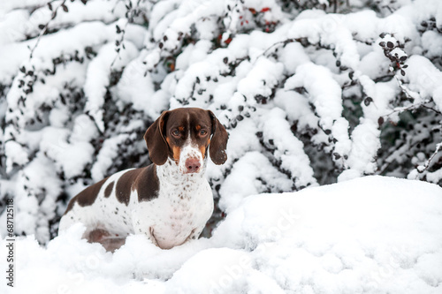 Fototapeta Naklejka Na Ścianę i Meble -  piebald dachshund dog winter walk in the snow beautiful winter photos of dogs