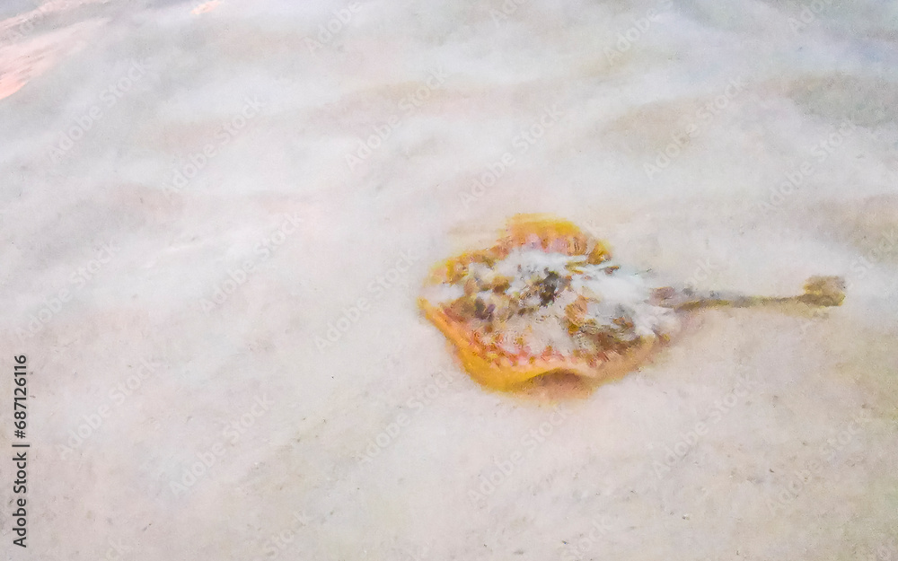 Stingray electric ray rays swimming close to beach in water. Stingray electric ray rays swimming close to beach in water.