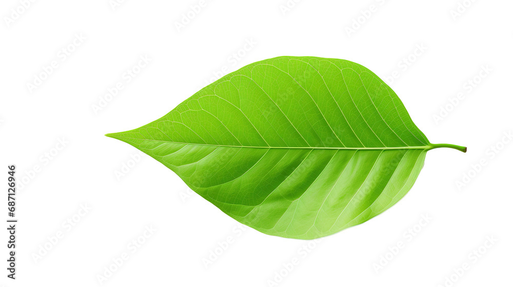 Obraz premium green leaf on white background