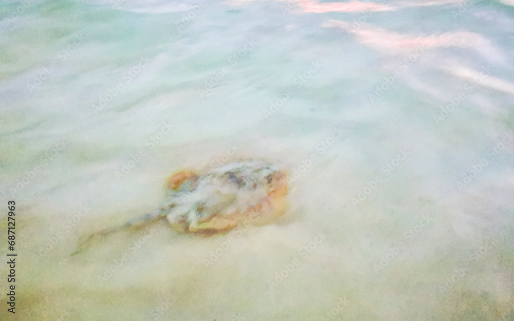 Stingray electric ray rays swimming close to beach in water. Stingray electric ray rays swimming close to beach in water.