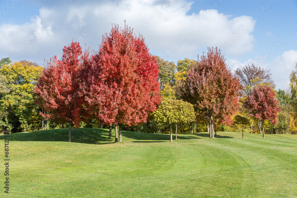 Group of red maples with bright autumn leaves in park Group of red maples with bright autumn leaves in park