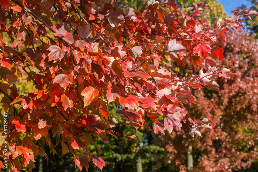 Branches of red maple with bright autumn leaves close-up Branches of red maple with bright autumn leaves close-up