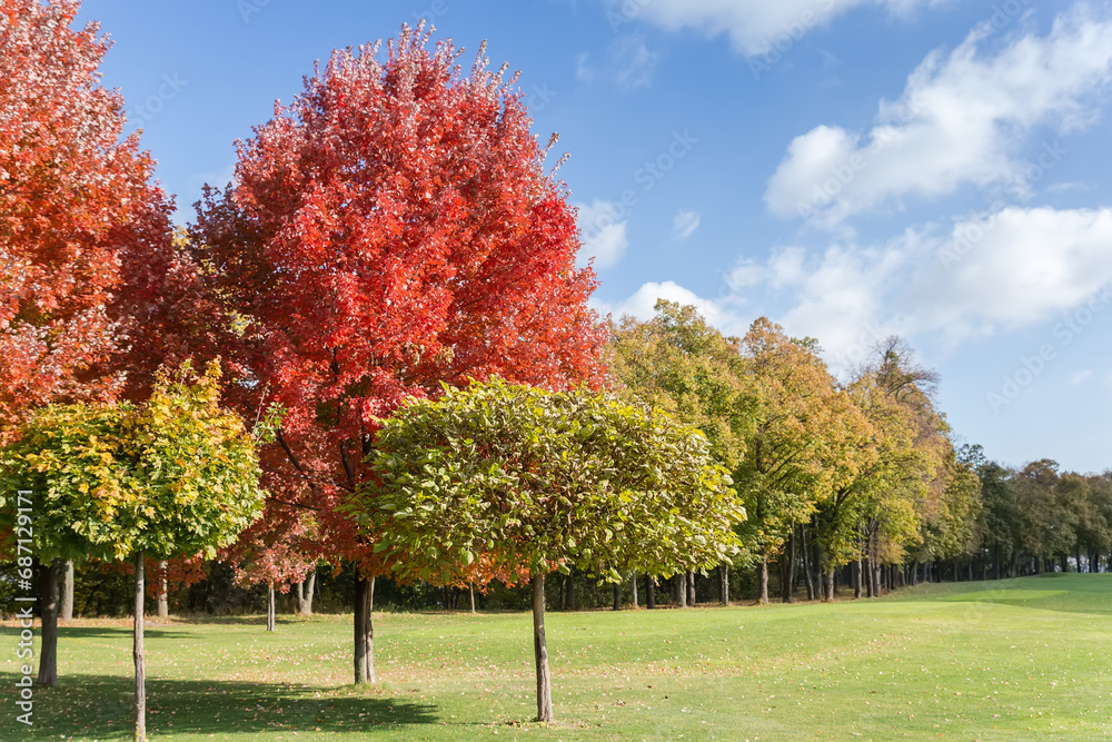 Red maples with autumn leaves and other trees in park Red maples with autumn leaves and other trees in park
