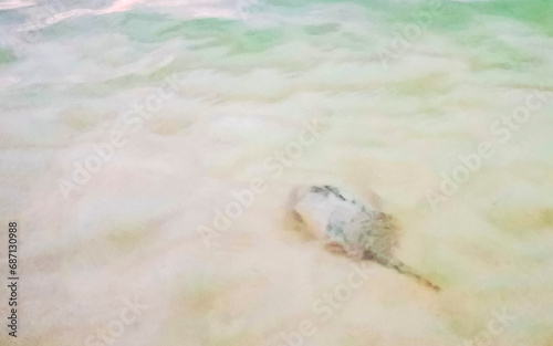 Stingray electric ray rays swimming close to beach in water.