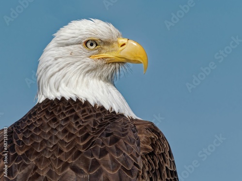 Closeup profile of a bald eagle. © Wirestock