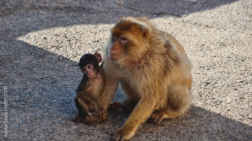 Photo wildlife monkey rock of Gibraltar United Kingdom Europe
