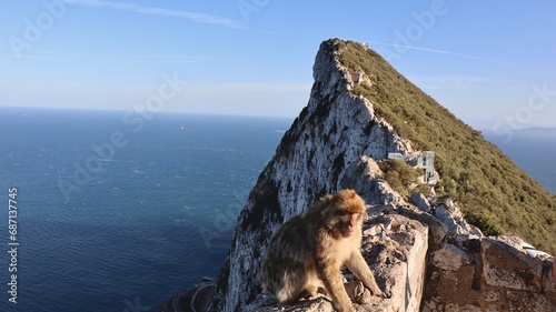 Photo wildlife monkey rock of Gibraltar United Kingdom Europe