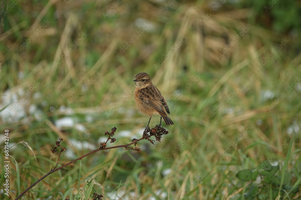 female European stonechat (Saxicola torquata)