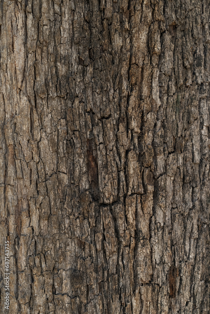 Bark of a big tree closeup background Bark of a big tree closeup background