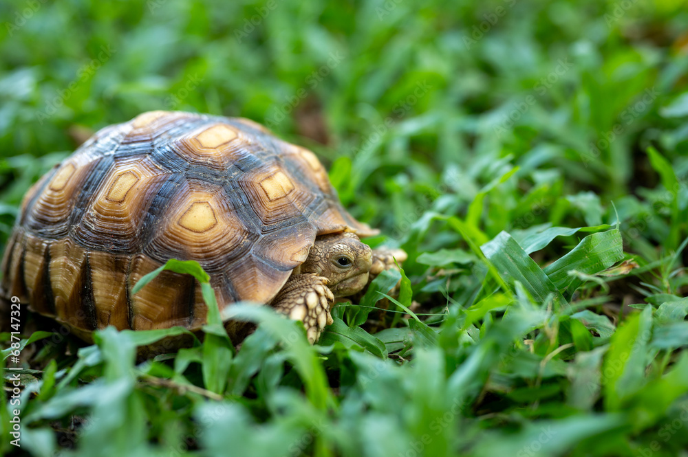 reptile baby turtle Sulcata tortoise walking on green grass reptile baby turtle Sulcata tortoise walking on green grass