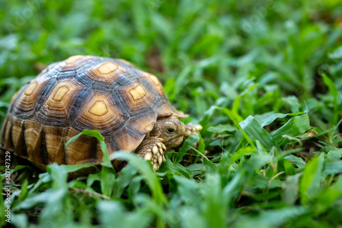 reptile baby turtle Sulcata tortoise walking on green grass