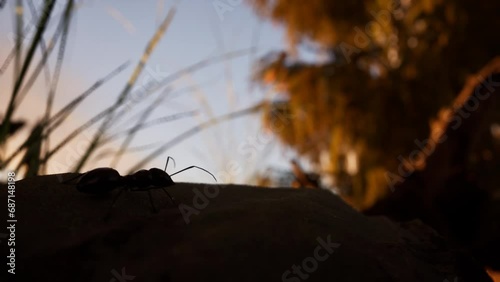 Macro 3D Animation Of An Ant Silhouette Standing Idle, Forest Scene, Sunset 