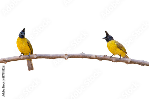 yellow bird isolated on white background © chamnan phanthong
