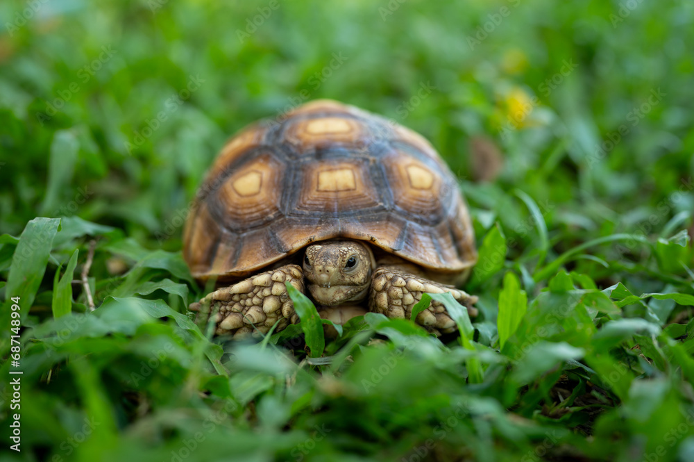 reptile baby turtle Sulcata tortoise walking on green grass reptile baby turtle Sulcata tortoise walking on green grass
