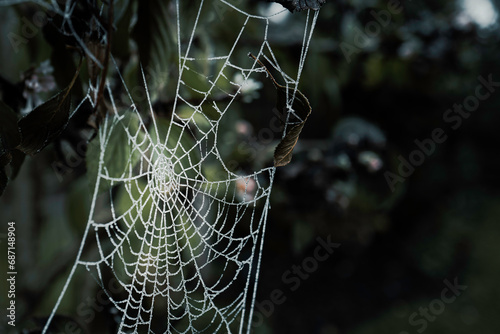 Macro focus of a winters frozen cobweb seen during a cold December morning in the UK. The bush is seen with frozen green leaves.