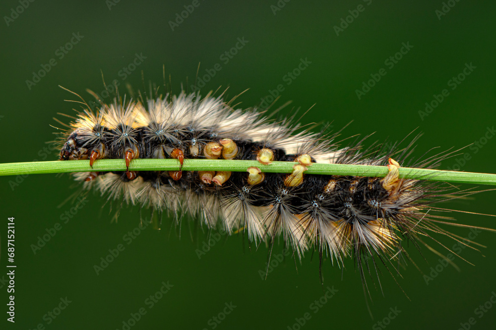 Macro shots, Beautiful nature scene. Close up beautiful caterpillar of butterfly Macro shots, Beautiful nature scene. Close up beautiful caterpillar of butterfly