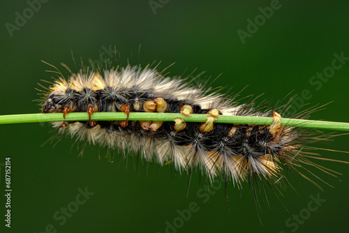 Macro shots, Beautiful nature scene. Close up beautiful caterpillar of butterfly