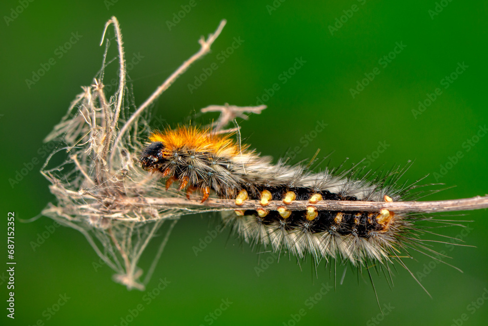Macro shots, Beautiful nature scene. Close up beautiful caterpillar of butterfly Macro shots, Beautiful nature scene. Close up beautiful caterpillar of butterfly
