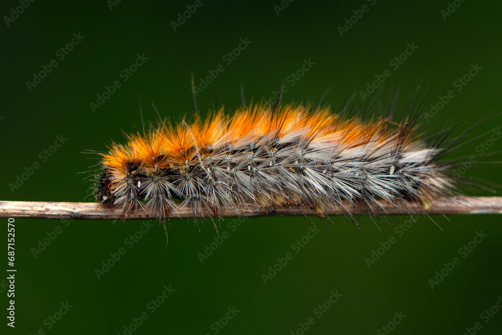 Macro shots, Beautiful nature scene. Close up beautiful caterpillar of butterfly Macro shots, Beautiful nature scene. Close up beautiful caterpillar of butterfly